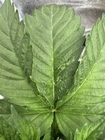 IMG_6265.jpeg IMG_6265.jpeg