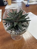 IMG_2756.jpeg IMG_2756.jpeg