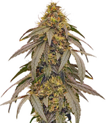 1776270993040.png 1776270993040.png