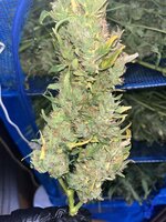 5 — копия.JPG