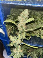 6 — копия.JPG