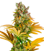 1776355078262.png 1776355078262.png