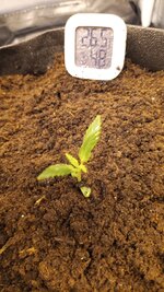 Первый гров!!!