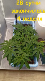 Нестареющая классика. Белая вдова.