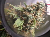 Black Herer, первый гров, вашими молитвами)