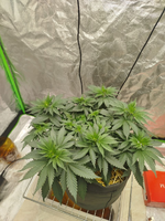 всем досвидос | фотик, органика