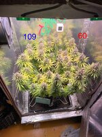 Большой синий Папка  5.0