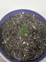 "Долгий " Zookies