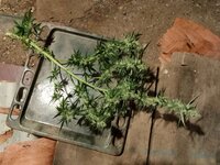 Летим в Астрал