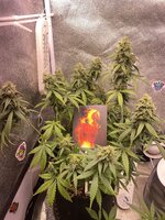 IMG_5761.jpeg