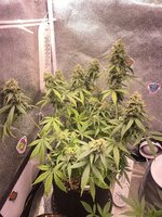 IMG_5762.jpeg