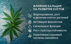 Osnovnye-funkcii-kalciya-v-zhiznennom-cikle-konopli__behZ6EiNLK350lMk.jpg