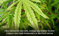 Priznaki-defitsita-magniya__HToxJPMhto9zA1VG.jpg
