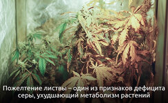 Priznaki-defitsita-seri__6XOFk0sTQbXx3Y7L.jpg