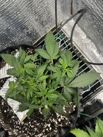 IMG_3056.jpeg