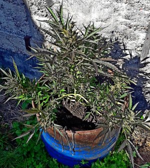 zkittlez-auto-fem-cali-buds-seeds__bvb4wHwnBmzBbH4v.jpg zkittlez-auto-fem-cali-buds-seeds__bvb4wHwnBmzBbH4v.jpg