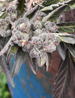 zkittlez-auto-fem-cali-buds-seeds__KdT4Cd1ekhdLIVk7.jpg zkittlez-auto-fem-cali-buds-seeds__KdT4Cd1ekhdLIVk7.jpg