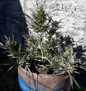 zkittlez-auto-fem-cali-buds-seeds__wS7fTg1E6qXMGYZa.jpg zkittlez-auto-fem-cali-buds-seeds__wS7fTg1E6qXMGYZa.jpg