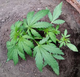 бочка.jpg бочка.jpg