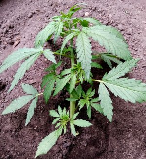 бочка2.jpg бочка2.jpg