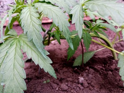 бочка5.jpg бочка5.jpg