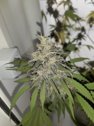 20220614_064232.jpg 20220614_064232.jpg