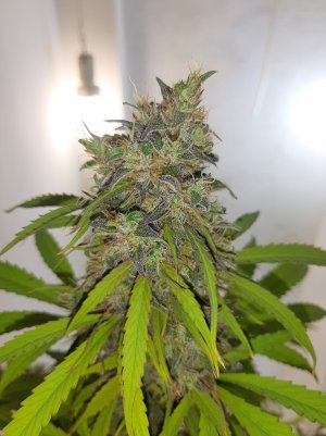 20220614_064214.jpg 20220614_064214.jpg