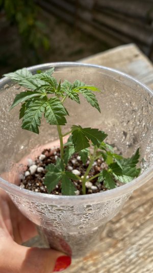 60C61346-958A-4BFC-BE71-3C49AB474247.jpeg 60C61346-958A-4BFC-BE71-3C49AB474247.jpeg