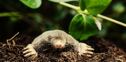 1655417015912.png 1655417015912.png