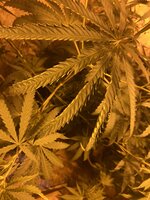 IMG_0638.jpeg