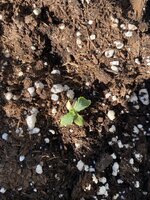 IMG_3036.jpeg