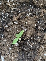 IMG_3029.jpeg