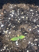 IMG_3039.jpeg
