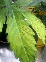 IMG_3821.jpeg