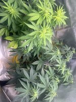 IMG_3822.jpeg