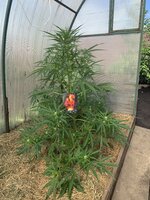 IMG_1186.jpeg