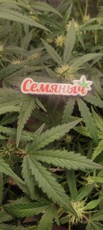 В Добрый Путь Товарищи 🌱!!!