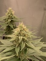 IMG_3563.jpeg