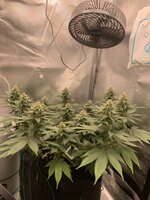 IMG_3562.jpeg