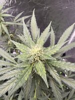 IMG_0593.jpeg