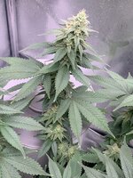 IMG_3860.jpeg
