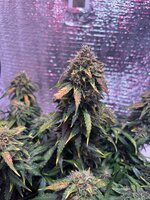 IMG_3579.jpeg