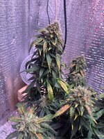 IMG_3580.jpeg