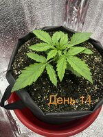 IMG_3217.jpeg