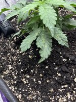 IMG_3225.jpeg