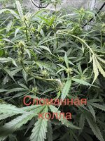 сломанная колла.jpg