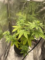 IMG_3160.jpeg