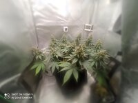 IMG_4581.jpeg