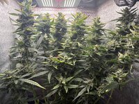 IMG_0326.jpeg