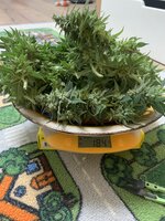 IMG_4742.jpeg